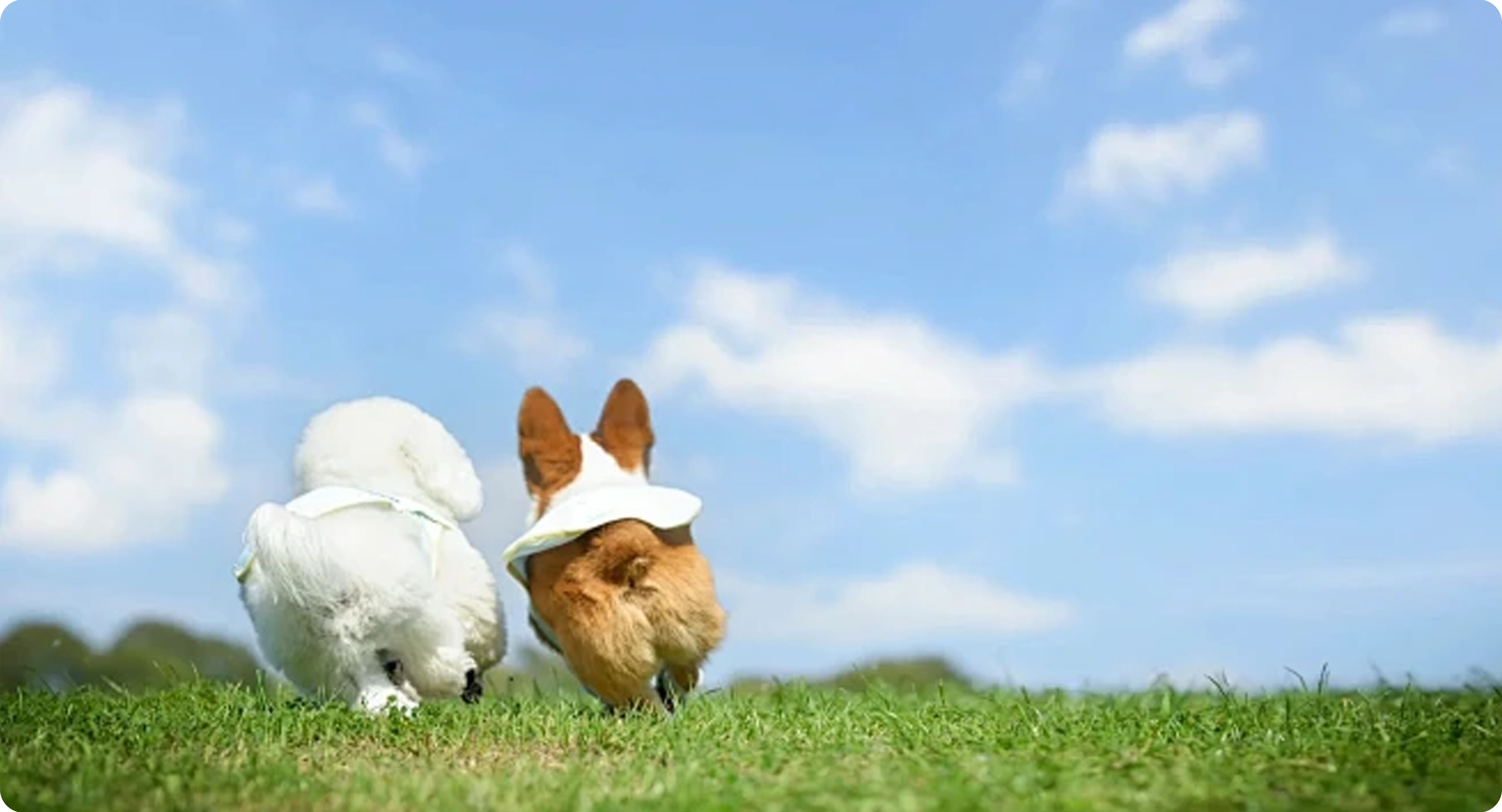 两只宠物犬在草地上奔跑的背影